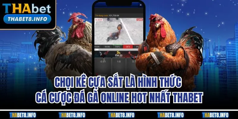 Chọi kê cựa sắt là hình thức cá cược đá gà online hot nhất THABET Chọi kê cựa sắt là hình thức cá cược đá gà online hot nhất THABET